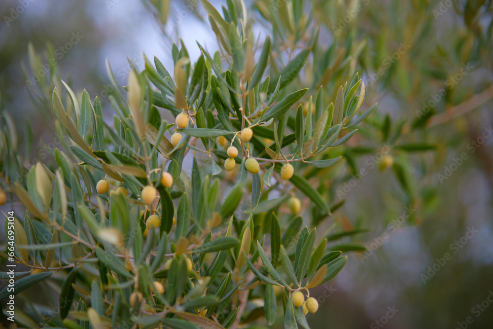Obraz premium Olives on an olive tree branch - close up outdoors shot