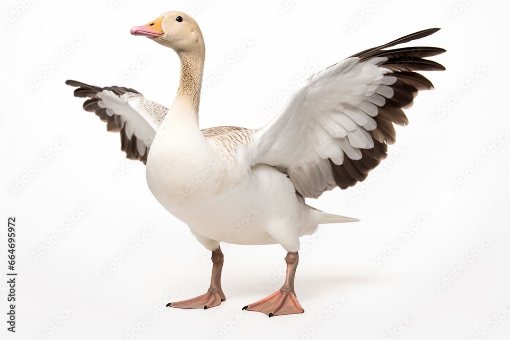 The front side portrait of an Embden or white common goose, is standing on the white background, shot in a studio. Generative AI. The front side portrait of an Embden or white common goose, is standing on the white background, shot in a studio. Generative AI.