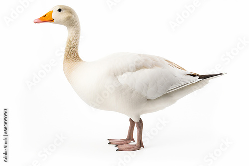 The front side portrait of an Embden or white common goose, is standing on the white background, shot in a studio. Generative AI.