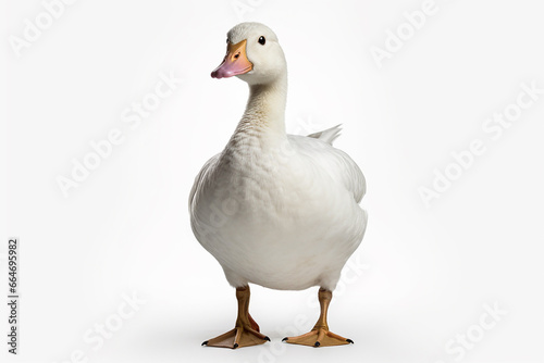The front side portrait of an Embden or white common goose  is standing on the white background  shot in a studio. Generative AI.