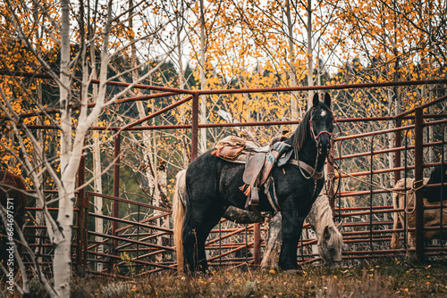 black half draft horse tied to cow corral panels in forest in Wyoming photo