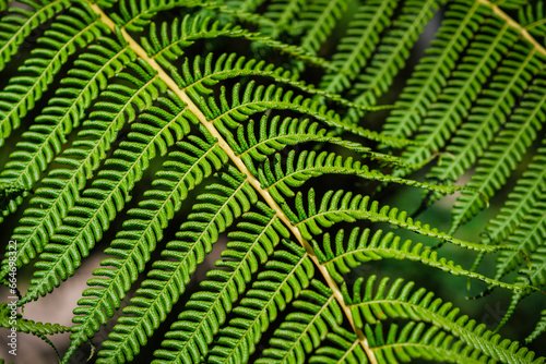 Close up view Sphaeropteris cooperi or Cyathea cooperi lacy tree fern, scaly tree fern alsk known Austrialian tree fern green leaf fronds and leaflets texture and pattern
