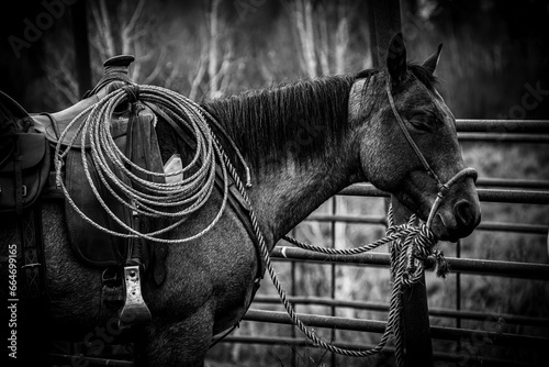 black and white photo of roan quarter horse with western saddle photo