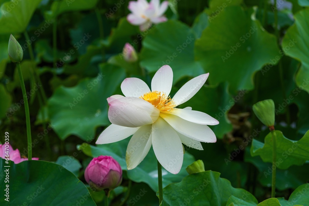 見頃を過ぎてもなお美しいハスの花 見頃を過ぎてもなお美しいハスの花