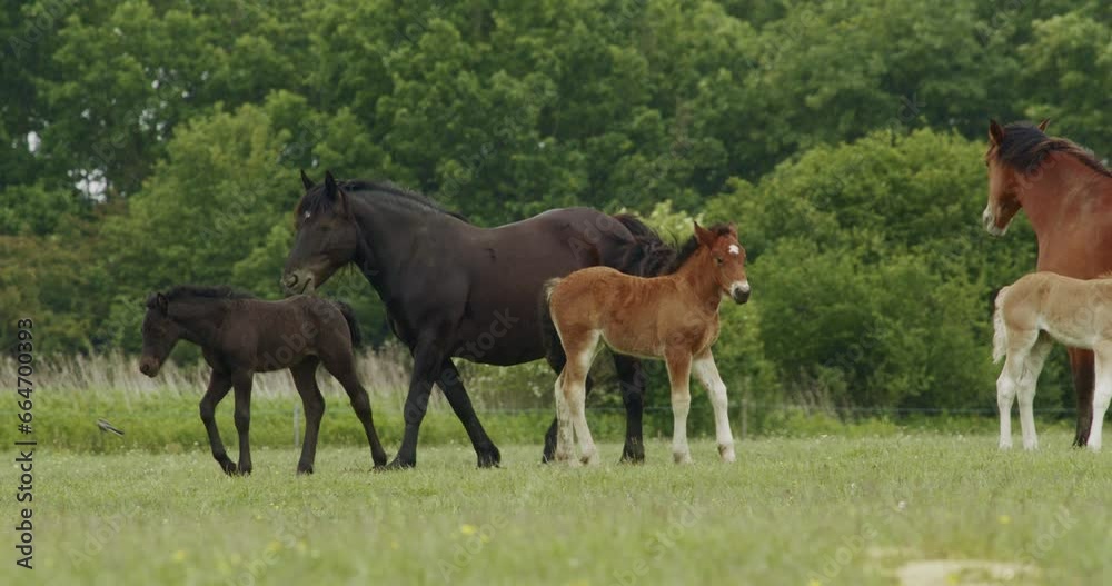 Murakozi horses grazing Slow Motion Image Murakozi horses grazing Slow Motion Image
