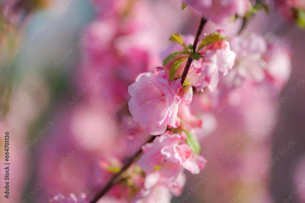 In spring, the garden is blooming with red leaves and blue peach flowers In spring, the garden is blooming with red leaves and blue peach flowers