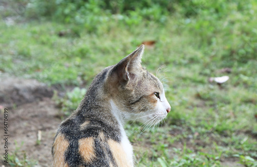cat sitting sideways in the garden, blurred background