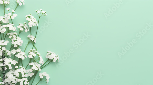 Small white gypsophila flowers on pastel green background. simple design © BornHappy