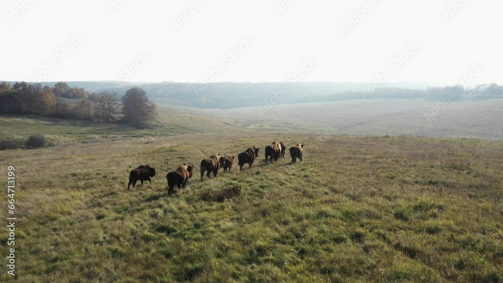 European Bison. Aerial View Of Running Herd Of Wild Animals. Bison Bonasus European Bison. Aerial View Of Running Herd Of Wild Animals. Bison Bonasus