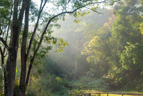 Nature forest green tree magic sunlight beam light in woodland. Beautiful rays of sunlight in tranquil green forest. Sumbeam through ray light outdoors park. Natural Blurred background summer time. photo