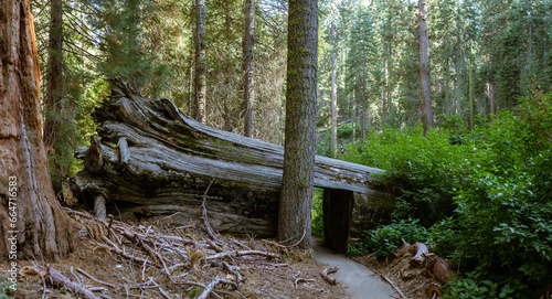 Old huge sequoia trunk lies down with cutted go through for walkers in california national park, usa © AllThings