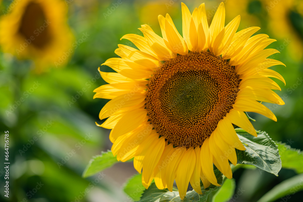 Fototapeta premium Sun flower