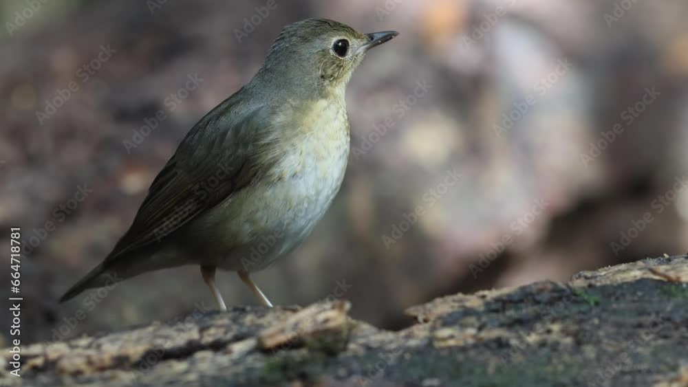 An enchanting photograph capturing the delicate elegance of a female Siberian Blue Robin An enchanting photograph capturing the delicate elegance of a female Siberian Blue Robin