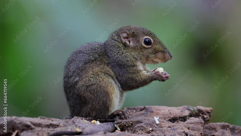 Cute Ground Squirrel eating jungle fruit on rainforest jungle Cute Ground Squirrel eating jungle fruit on rainforest jungle