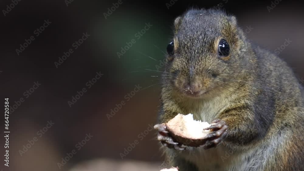 Cute Ground Squirrel eating jungle fruit on rainforest jungle Cute Ground Squirrel eating jungle fruit on rainforest jungle
