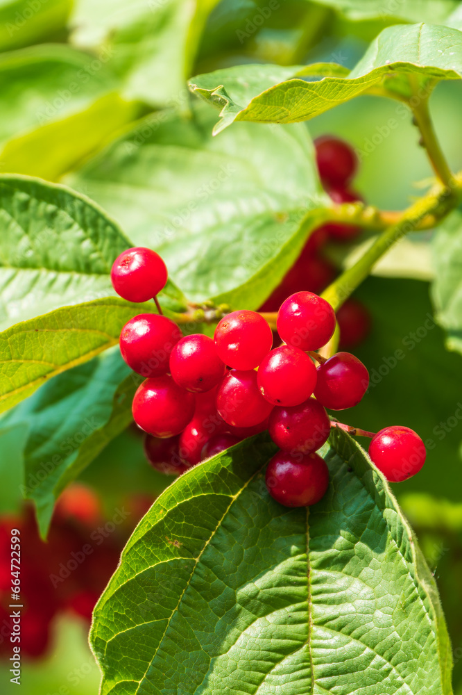 Background from beautiful red fruits of viburnum vulgaris. Red viburnum berries on a branch in the garden. Background from beautiful red fruits of viburnum vulgaris. Red viburnum berries on a branch in the garden.
