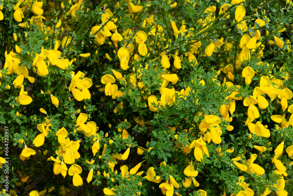 An abstract image of the many bright yellow blossoms on a wild Scotch Broom shrub. An abstract image of the many bright yellow blossoms on a wild Scotch Broom shrub.