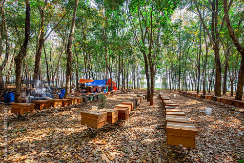 Flying bees. Wooden beehive and bees in farm at rubber forest , Binh Phuoc, Vietnam