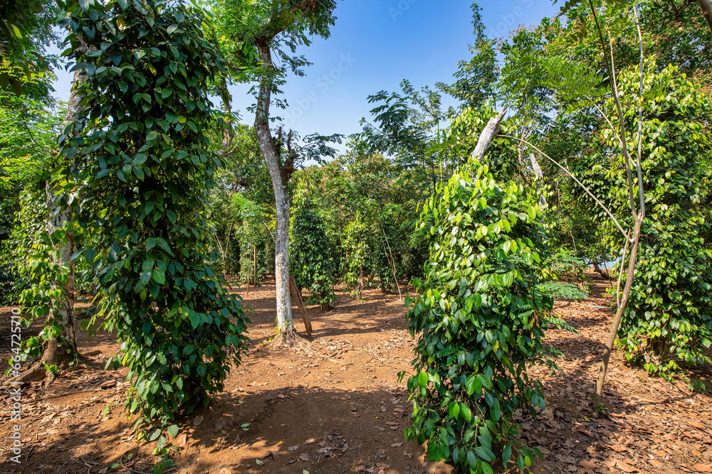 Black pepper - plant with green berries and leaves, farm at Binh Phuoc, Vietnam