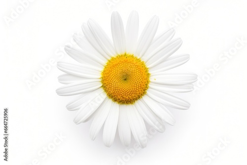 Common daisy isolated on white background. © Sajeda
