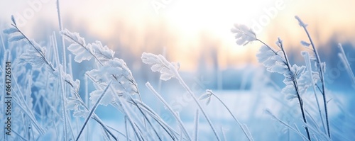 Frozen snowy grass, winter natural abstract background. beautiful winter landscape. © Sajeda