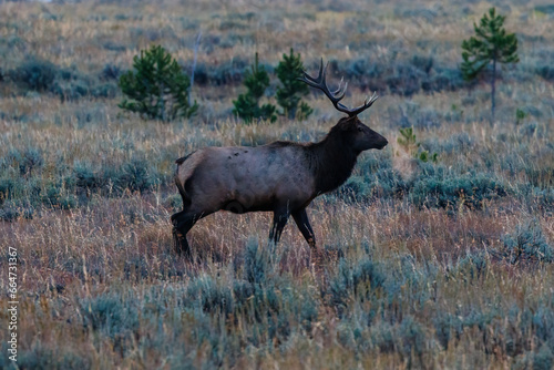 Close up of a bull elk (Cervus canadensis) walking in a meadow during early fall.