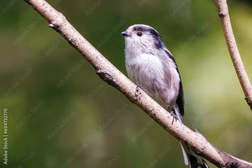 Naklejka premium 可愛いエナガ（エナガ科）。東京都品川区大森東京港野鳥公園にて。 2023年10月14日撮影。Cute long-tailed tit.At Tokyo Port Wild Bird Park, Omori, Shinagawa-ku, Tokyo. Photo by October 14, 2023. 