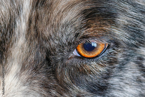 Close-up of a border collie dogs eye