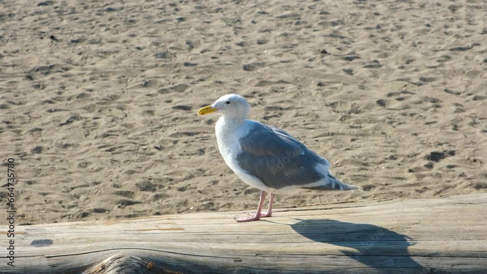 Seagull standing on the wood log on the beach. Bird, wildlife footage Seagull standing on the wood log on the beach. Bird, wildlife footage