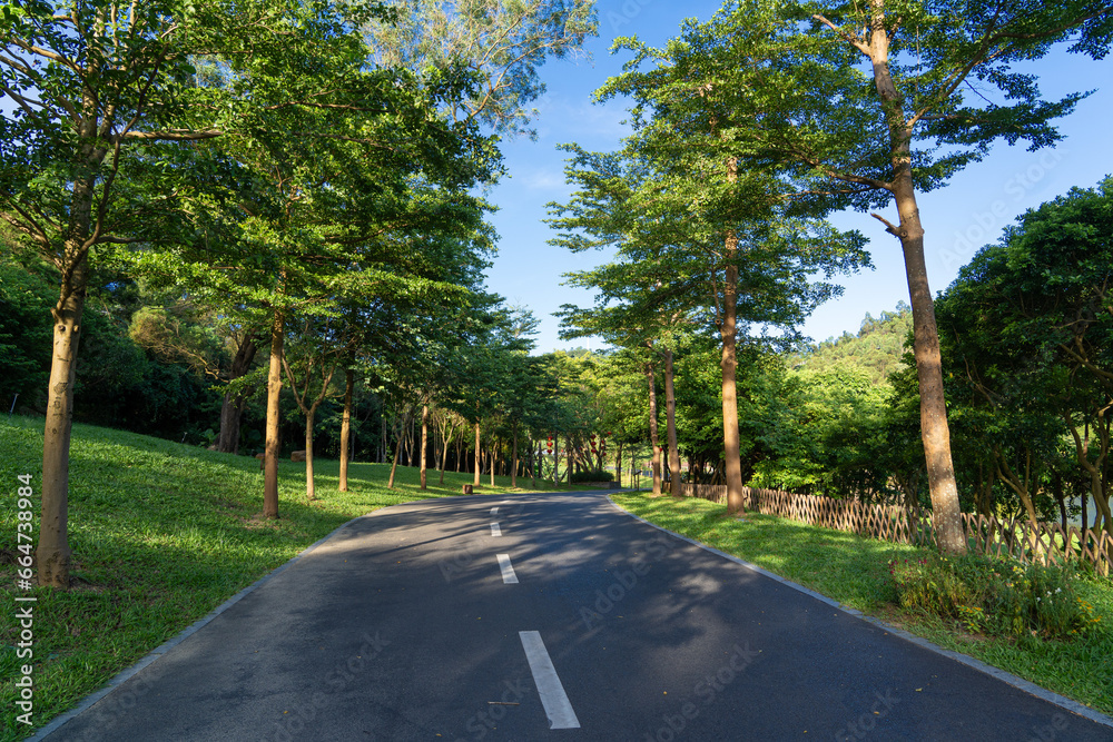 An empty road with green trees in a city park