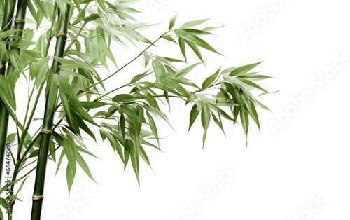 Beauty of a Bamboo Tree Realistic Portrait on White or PNG Transparent Background.