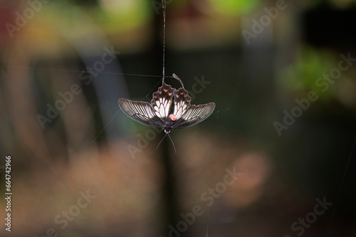 Swallowtail butterfly trapped in spider web. A beautiful butterfly got stuck in the web of a spider. photo