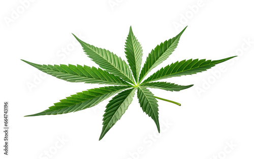 Fresh Marijuana Green Leaf Portrait on White or PNG Transparent Background.