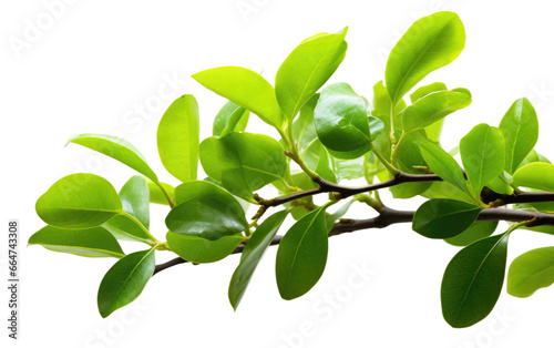 Botanical Beauty Realistic Lime Plant Portrait on White or PNG Transparent Background. © Muhammad