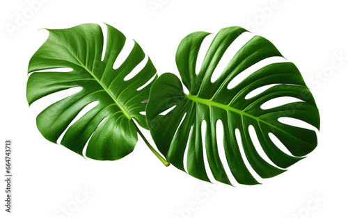 Rare Deliciosa Leaf In Realistic Portrait Photography on White or PNG Transparent Background.
