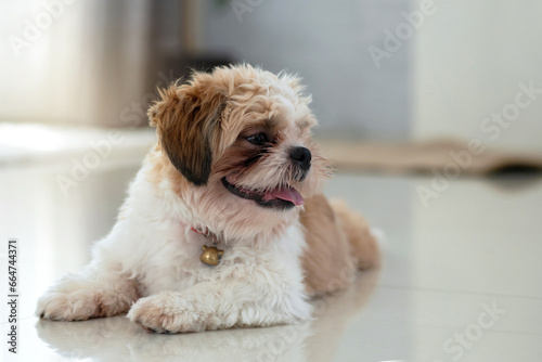 Fotografi Adorable Shih Tzu puppy sitting on floor at living room, looking at side