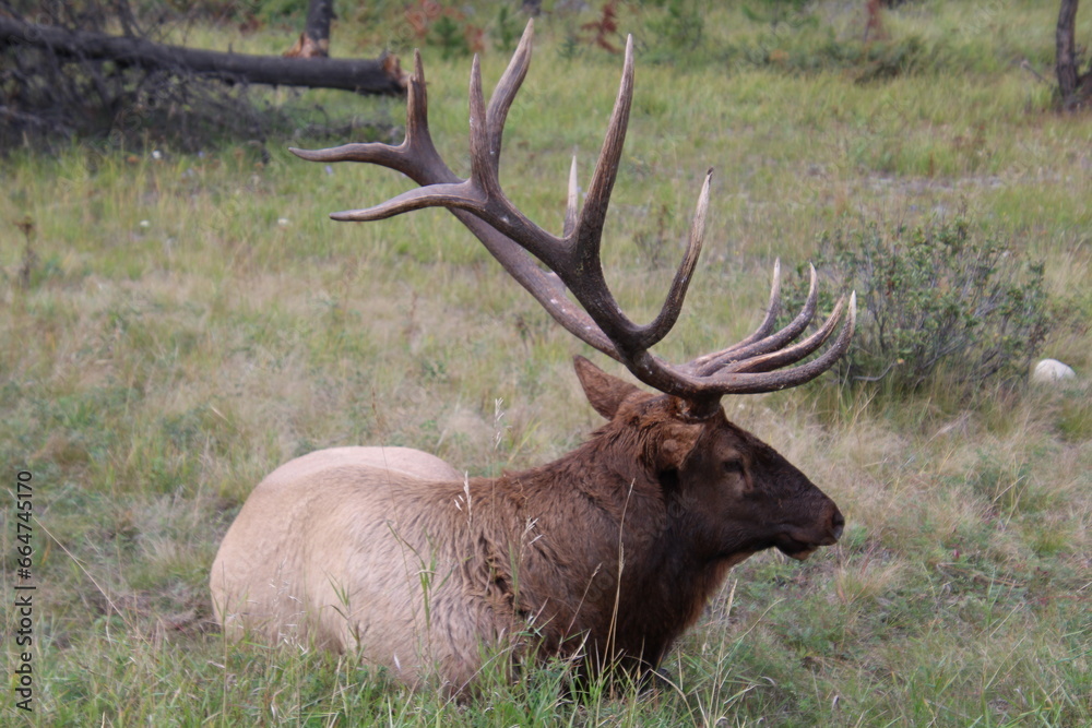 Elk Resting, Jasper National Park, Alberta Elk Resting, Jasper National Park, Alberta
