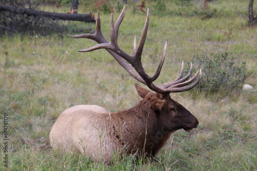 Elk Resting  Jasper National Park  Alberta