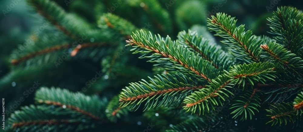 Christmas tree branches on a natural background.