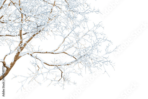 Isolated branches of a snow tree on white background  