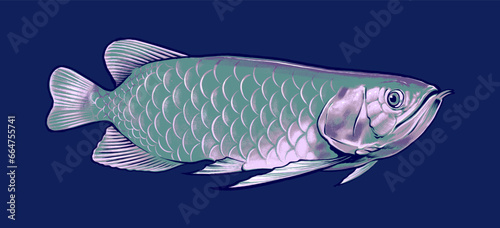 asian white arowana illustration premium vector
