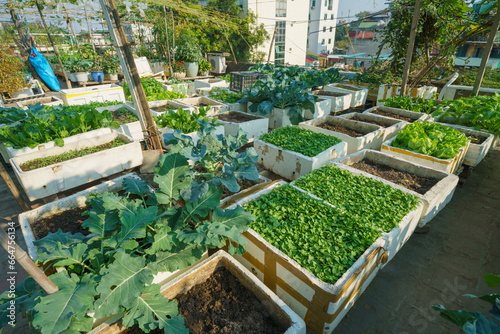Roof top farming organic garden with various vegetables  herbs and flowers. Cultivation of fresh produce on the top of buildings in Hanoi city  Vietnam