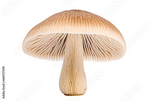 Hedgehog Mushroom