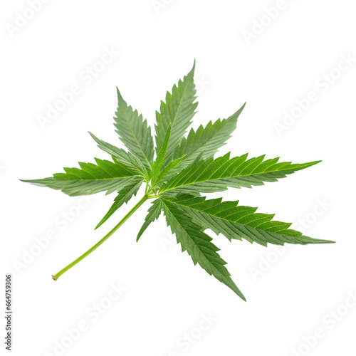 Marijuana or cannabis leaf isolated on transparent background transparency 