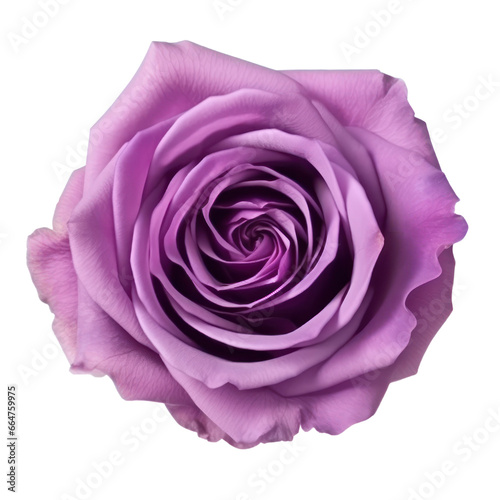Purple rose isolated on transparent background,transparency 