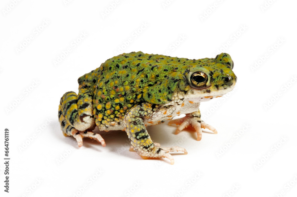 Fototapeta premium North American green toad // Grüne Zwergkröte (Anaxyrus debilis / Bufo debilis)
