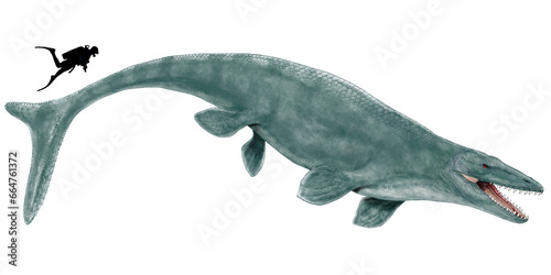 モササウルス・ホフマニ モササウルス属最大種のひとつであり、タイプ種として認められている。