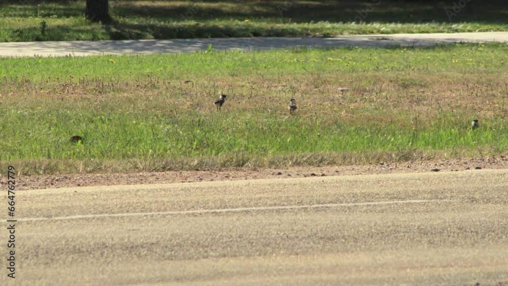 Three Baby Chick Masked Lapwing Plover Birds Walking On Nature Strip. Maffra, Gippsland, Victoria, Australia. Daytime Sunny Three Baby Chick Masked Lapwing Plover Birds Walking On Nature Strip. Maffra, Gippsland, Victoria, Australia. Daytime Sunny