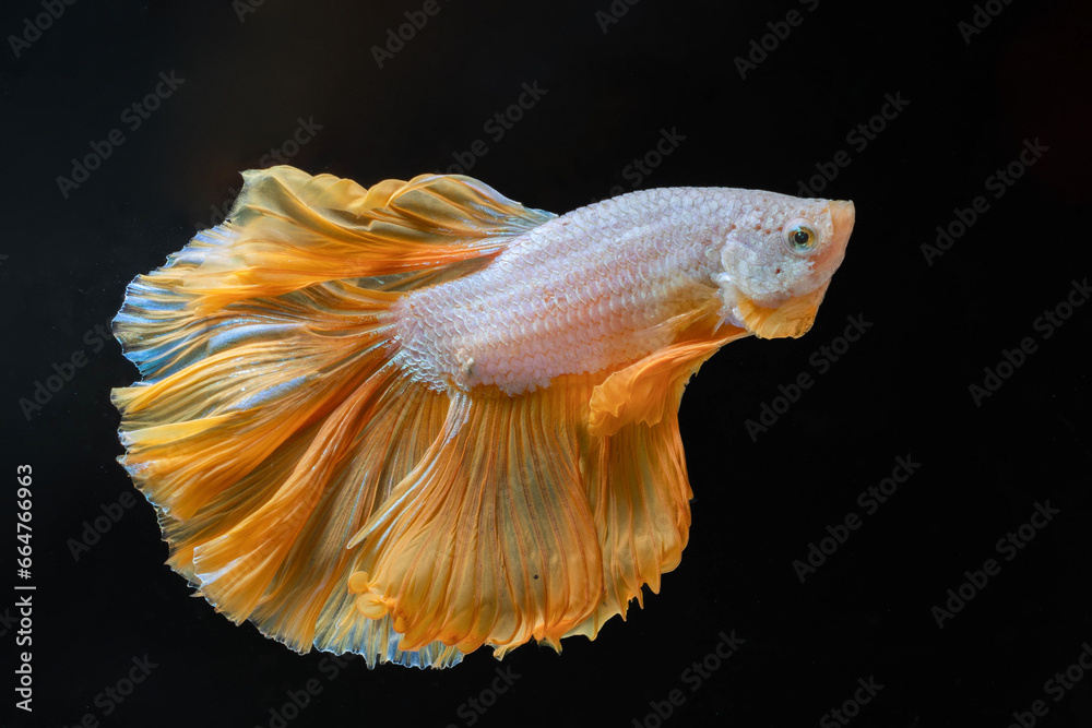Moving moment of beautiful golden betta fish fins like the princess's skirt fluttered gracefully in the moonlight at night isolated on black background. Siamese Fighting Fish or Betta Splendens. Moving moment of beautiful golden betta fish fins like the princess's skirt fluttered gracefully in the moonlight at night isolated on black background. Siamese Fighting Fish or Betta Splendens.