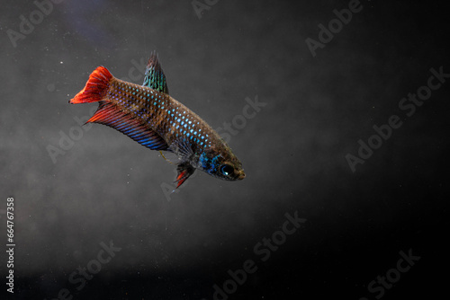 Close up Female Betta Imbellis, Siamese Fighting Fish, Peaceful Betta. photo